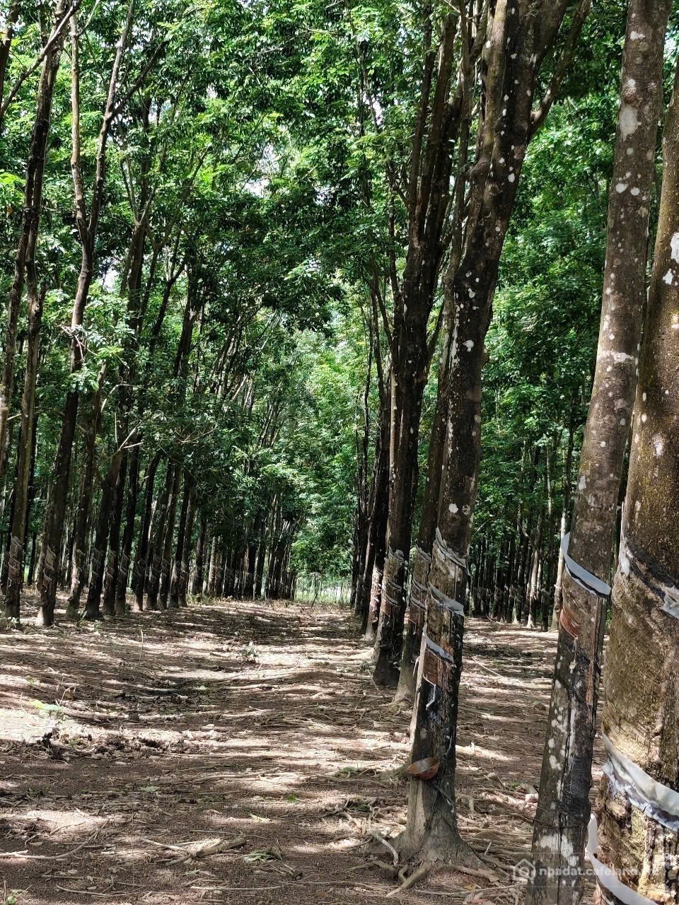 Bán đất thổ cư: Bán đất tại ĐT 755, Đoàn Kết, Bù Đăng, Bình Phước, 36,2 tỷ, 2867
