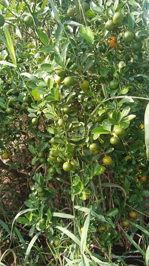 Bán đất nông, lâm nghiệp: Bán đất gò tắc