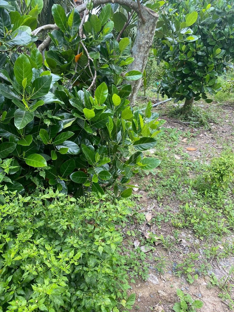 Bán đất nông, lâm nghiệp: ĐẤT MẶT TIỀN LỘ BỜ KHU, KẾ BÊN TRƯỜNG TIỂU HỌC HOÀ KHÁ