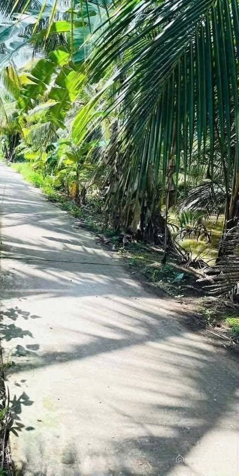 Bán đất thổ cư: Bước vào một thế giới xanh mát với mảnh đất vườn dừa Ta trĩu quả