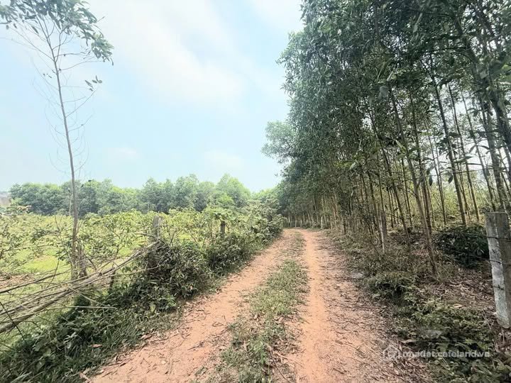 Bán đất thổ cư: Đất thôn Lâm Hưng - Nam Điền - Thạch Hà cũ
