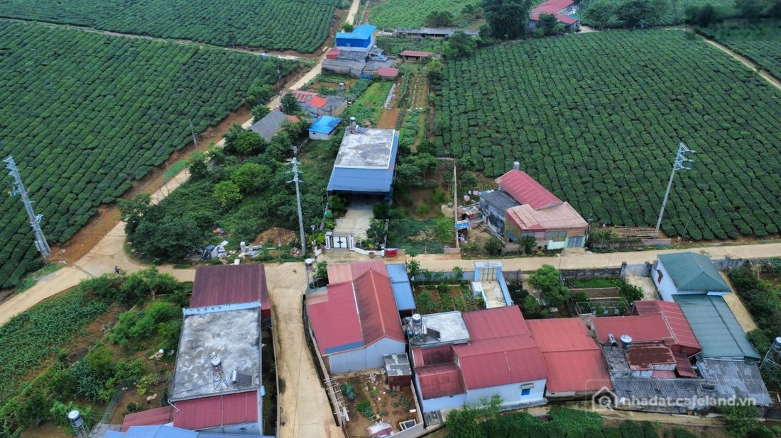 Bán đất thổ cư: Sở Hữu Ngay Mảnh Đất Giữa Biển Chè Xanh Mướt, Gần Đồi Chè Trái T