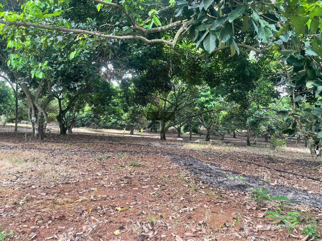 Bán đất thổ cư: 1.000m² đất vườn chôm chôm đẹp liền kề đt 770b dầu giây giá chỉ 