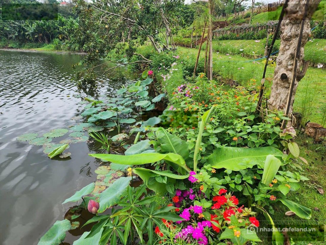 Bán đất thổ cư: Cần bán đất nghỉ dưỡng view hồ Di Linh, Lâm Đồng, sẵn sổ, giá th
