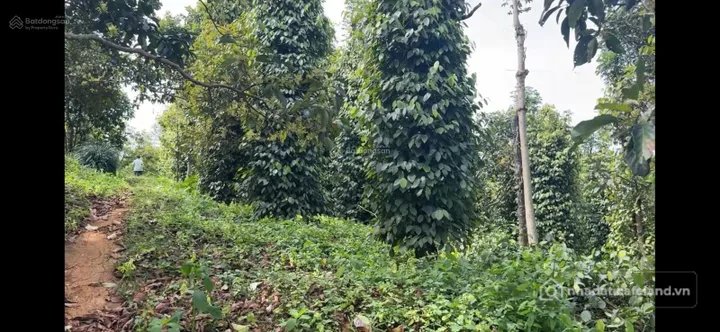 Bán đất thổ cư: Bán rẫy trồng tiêu DT 8151m2, giá 20 tỷ, Phường Bắc Gia Nghĩa, t
