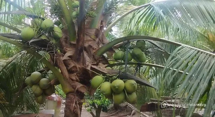 Bán đất thổ cư: Bán Đất 2109.3m2 có sẵn 300 m2 thổ cư giá 3.35 tỷ tại - Chọn - X