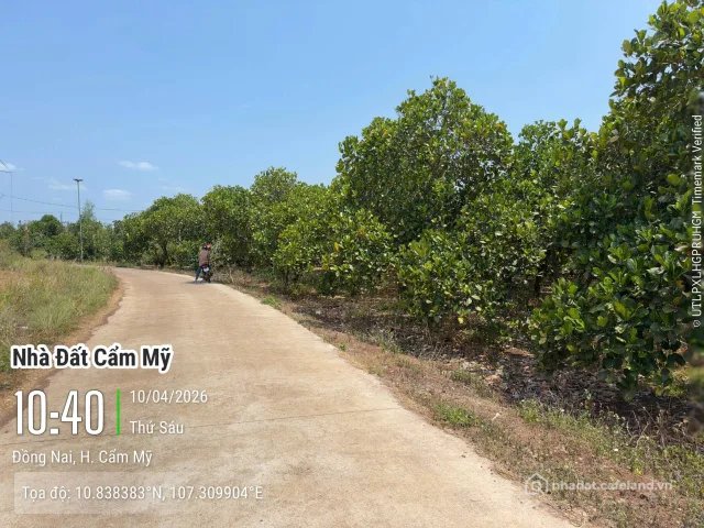 Bán đất thổ cư: vườn mít cần Bán Đất 19252m2 giá 8.5 tỷ tại - Chọn - Xã Bảo Bình