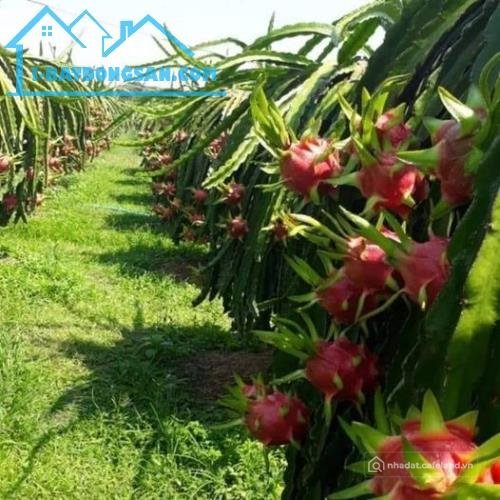 Bán căn hộ chung cư: Bán căn hộ Mini, Dịch vụ: Đại hạ giá-Đất mặt tiền Nhựa giáp