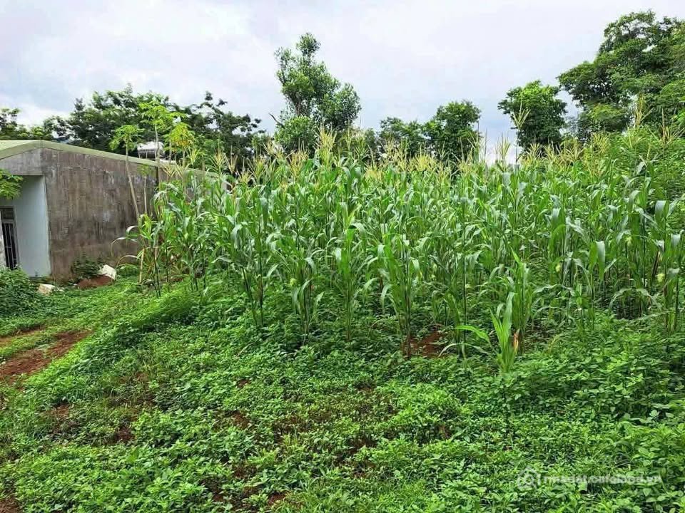 Bán đất thổ cư: Lô đất đẹp 238m2 tại phường Nghĩa Đức, thành phố Gia Nghĩa, giá 