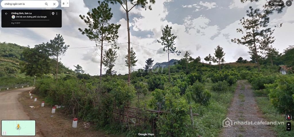 Bán đất nông, lâm nghiệp: CHUYỂN NHƯỢNG 6.000M² VƯỜN BẢN PÁT, CHIỀNG SINH