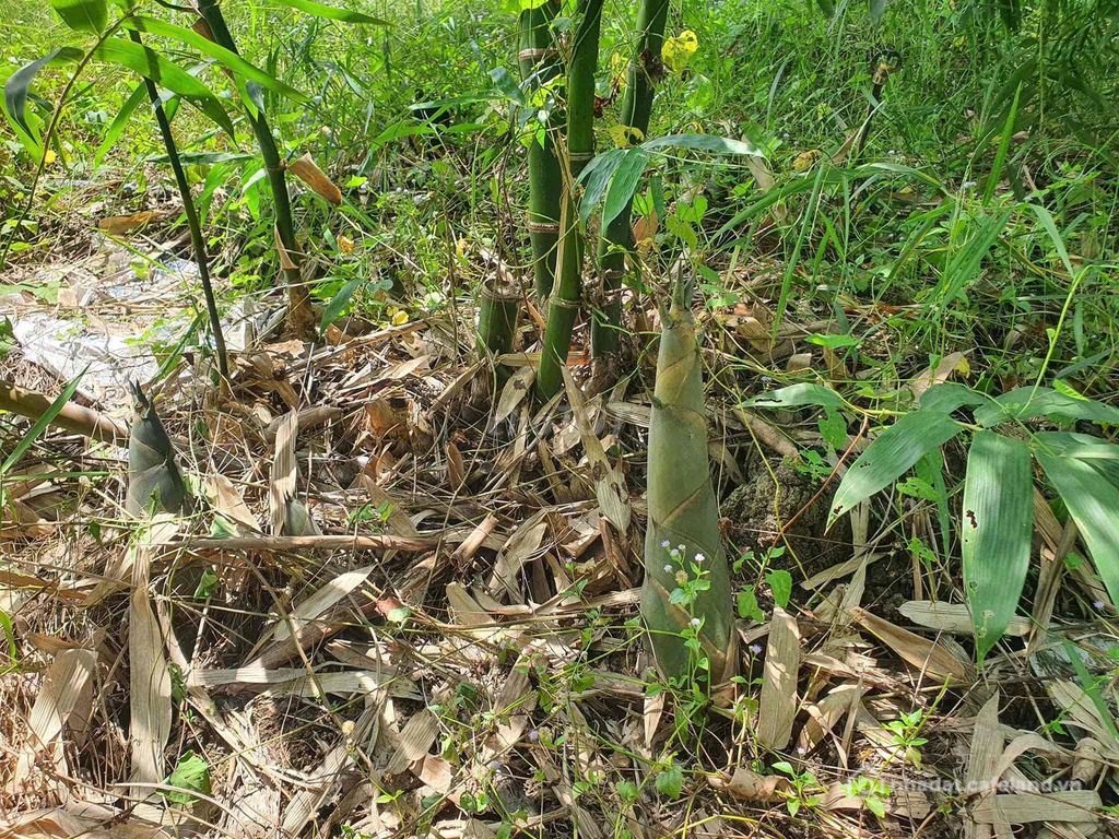 Bán đất nông, lâm nghiệp: Cần bán đất huyện Vĩnh Cửu (Đồng Nai)