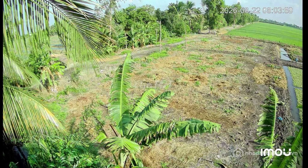 Bán đất nông, lâm nghiệp: Bán đất nông nghiệp