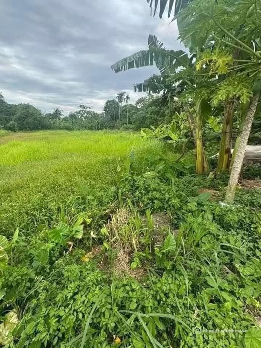 Bán đất thổ cư: Lô đất đấu giá tiềm năng tại Hưng Công, Bình Lục, Hà Nam