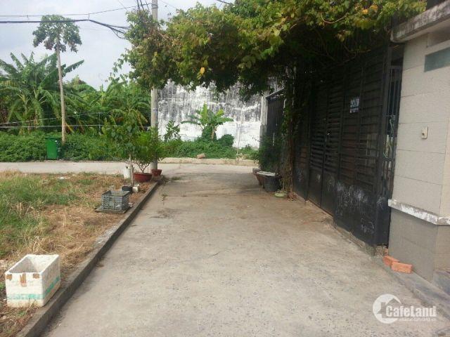 Ca Sấu Hoa Ca La Gi Tại Sao Gọi La Ca Sấu Hoa Ca Thủ đức Hay Q12 Qua Tặng Cuộc Sống