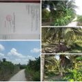 Bán rẻ 2 công đất trồng dừa giá 1,3 tỷ. LH 0356364919