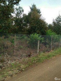 Mua đất tặng vườn sầu riêng Thái đang cho thu hoạch, giá đầu tư.