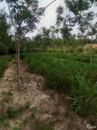 Cần  bán đất mặt tiền đường nhựa liên huyện tại Bàu Bàng