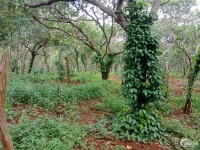 Bán 4.4ha đất vườn điều giá 2.2 tỷ tại Thọ Sơn