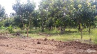 Bán đất chính chủ trồng cây măng cụt xã Hưng Lộc huyện Thống Nhất
