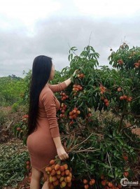 Đất trồng cây ăn trái Vị Thanh Hậu Giang 80x100m 69tr/1000m