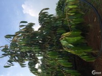 Bán vườn sầu riêng tại Đạ Huoai tỉnh Lâm Đồng