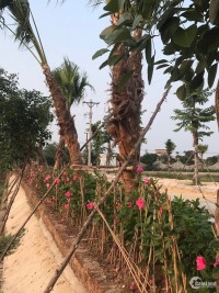 Đất nền sổ đỏ mặt đường Thái Hà – Đối điện làng Mẹo, giá chỉ từ 8tr/m2