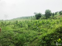Chính chủ bán lô đất thổ cư diện tích 2.2 ha tại  huyện Lương Sơn tỉnh Hòa Bình