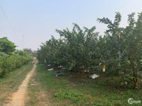 Chính chủ bán gấp lô đất thổ cư 2800m tại Hợp Hòa huyện Lương Sơn tỉnh Hòa Bình
