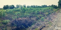Tôi cần bán miếng đất vườn tại xã Thạnh Hoà huyện Bến Lức tỉnh Long An