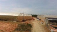 Đất trồng dưa lưới, thanh long hiệu quả, giá rẻ, sổ đỏ tại Bình Thuận