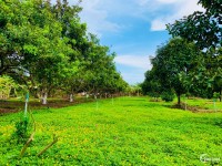 Bán vườn cây ăn trái hiện hữu tại Đất Đỏ, Bà Rịa Vũng Tàu. LH Lan Anh 0906947978