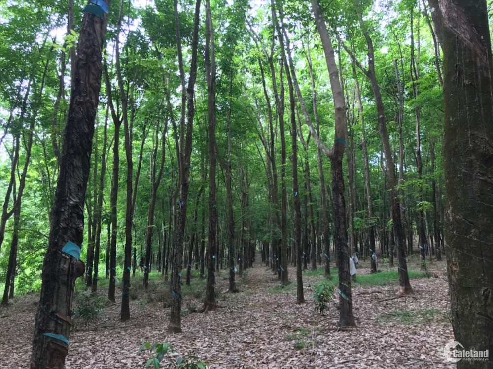 Bán Đất Cao su đang thu hoạch 4,6 ha gần QL14 - Đồng Tiến, Đồng Phú Giá 4,6 tỷ