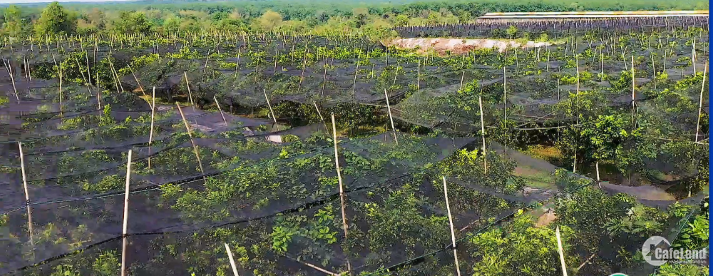 Bán đất vườn cam, bưởi đang thu hoạch sát Sông Bé, Tam Lập, Phú Giáo
