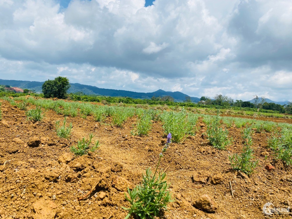 Bán đất thổ 100% cạnh đồi chè Tâm Châu thích hợp làm Farmstay nghỉ dưỡng