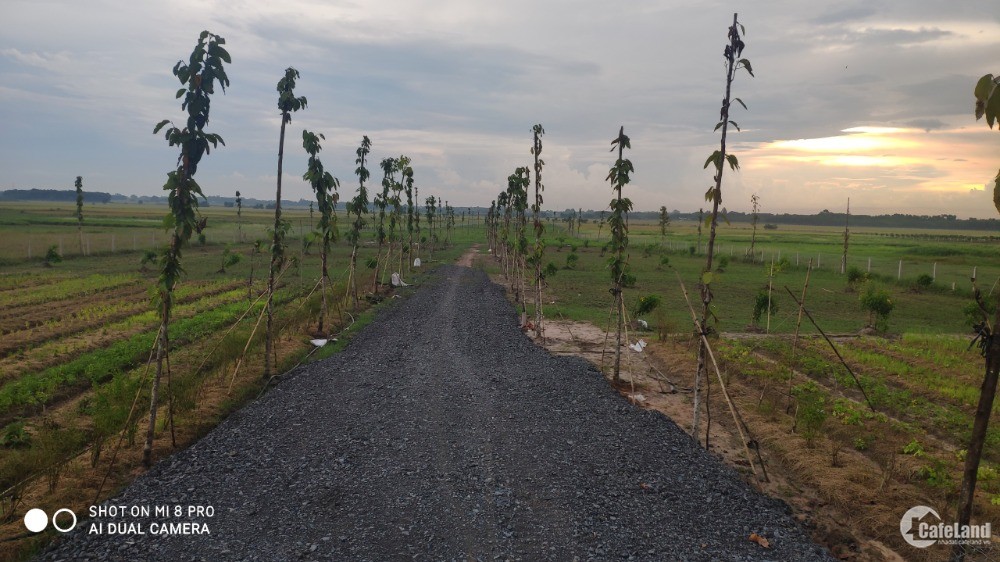 Đất vườn xã Thái Mỹ, cách ql22 2km, SHR 500m2 giá 700tr