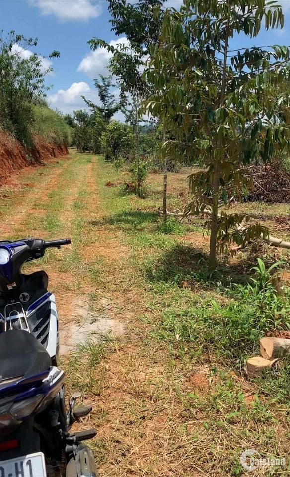 Bán gắp 1,4ha đất cây ăn trái TTTP Bảo Lộc cách bến xe Thành Bưởi 1km