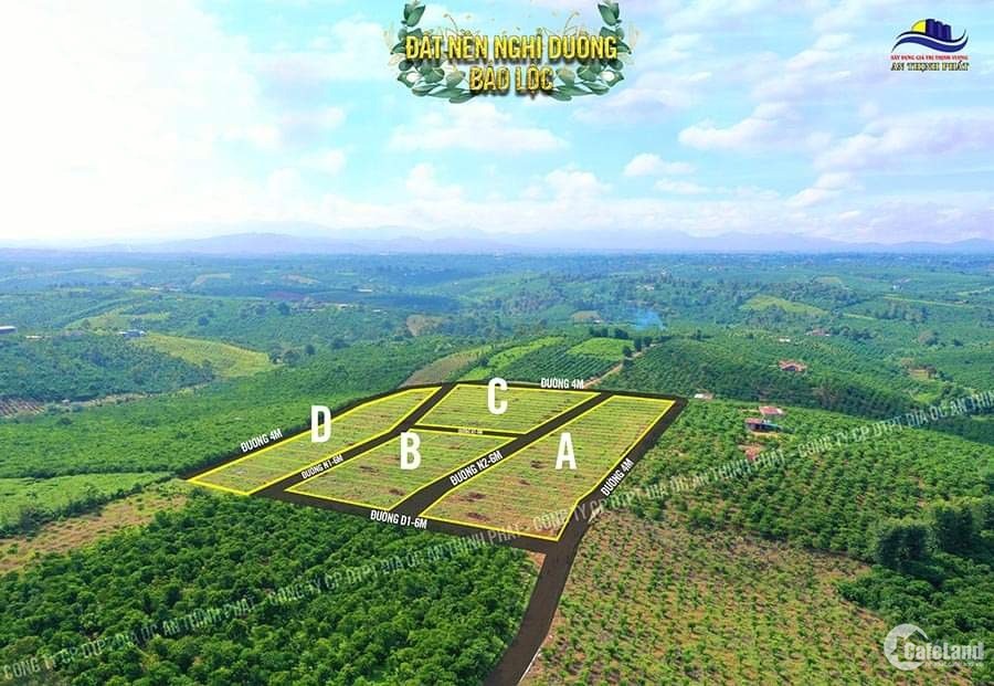 Đất Thổ Cư Lâm Đồng - View Đồi Chè , Càphê xanh ngát Tiện Xây Homestay