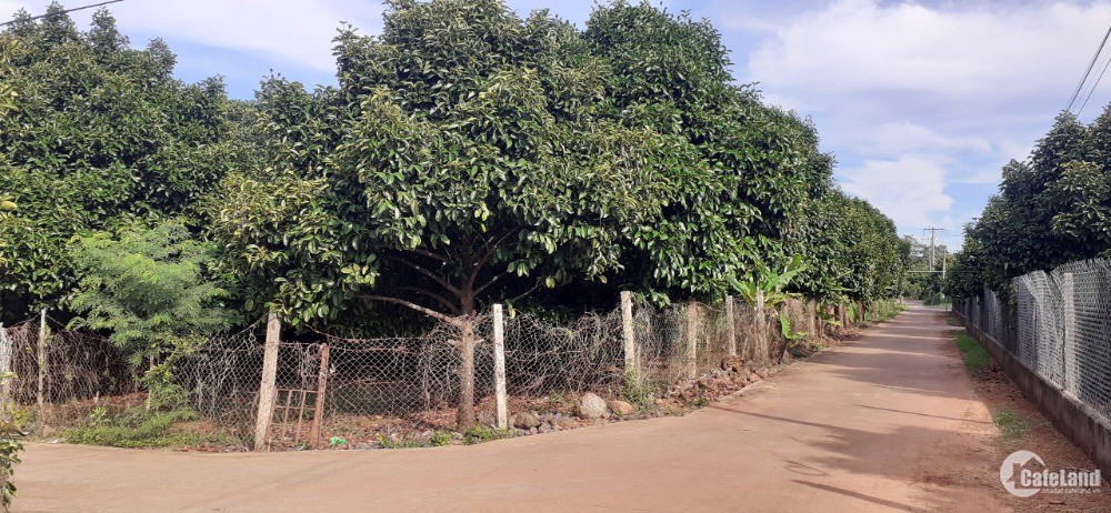 Bán đất biệt thự vườn 1000m2 đang trồng cây ăn trái, đường Trảng Bom - Xuân Lộc