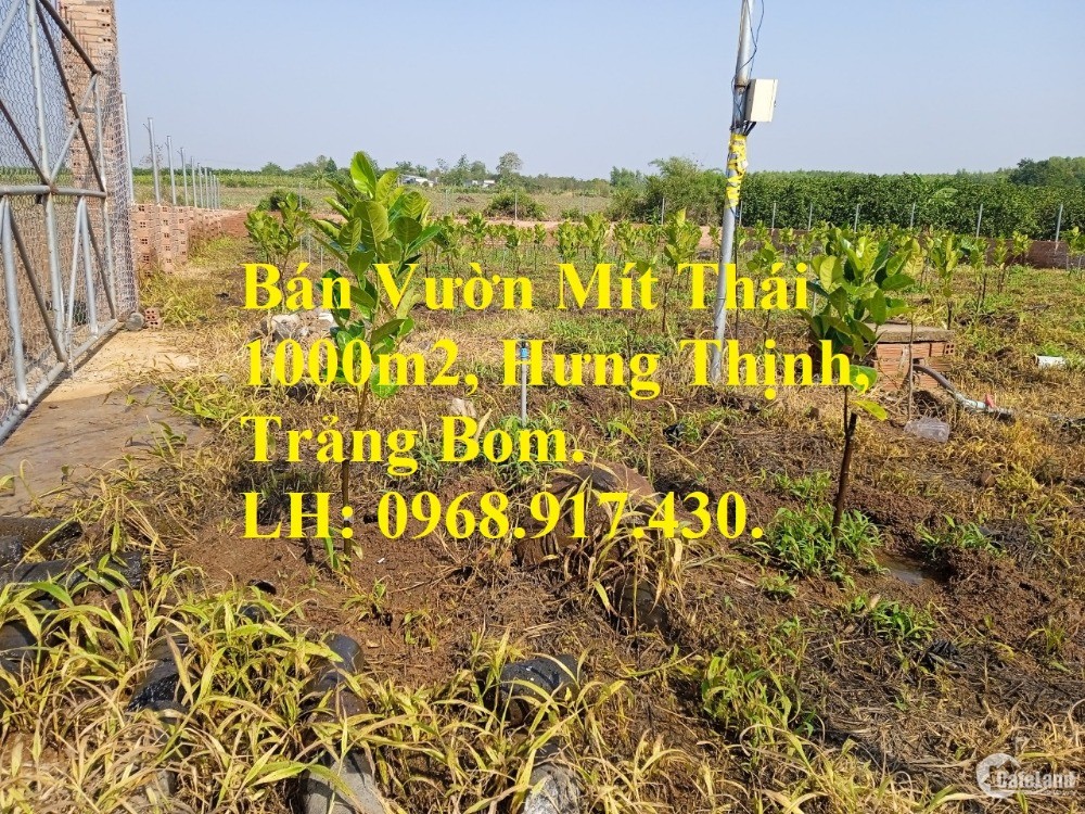 Kẹt tiền bán vườn mít 1000m2 xã Hưng Thịnh, huyện Trảng Bom