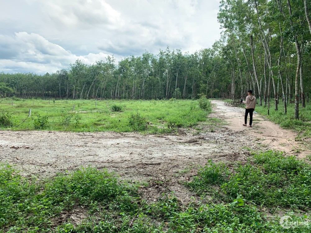 Cần bán lô đất vườn cực đẹp hơn 1000m2 sát đường nhựa DH704 xã Định An,Dầu Tiếng