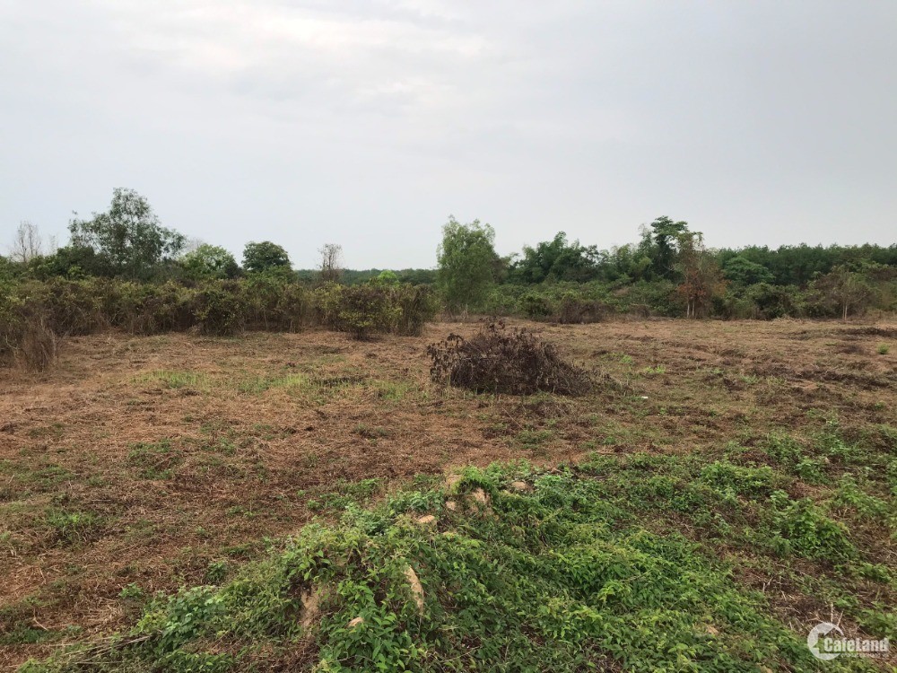 Cần bán lô đất 26.000m2 đường đang lên nhựa tại xã Lộc Khánh, Lộc Ninh, Bình Phư