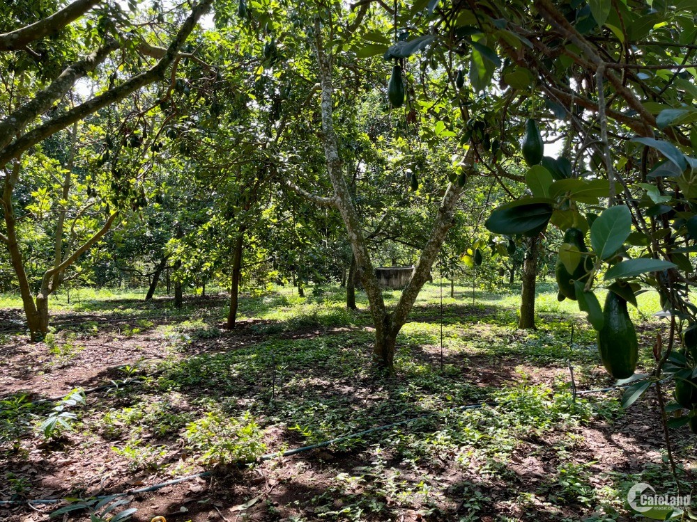 Bán vườn trái cây bơ 7 năm tuổi cách QL1A chỉ 4km tại Xuân Bảo, Đồng Nai