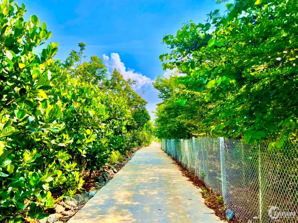 Bán vườn sầu riêng ven suối, đất phủ hồng, cách đường liên xã Xuân Định chỉ 50m