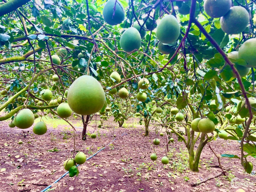 Bán vườn trái cây đủ loại 150m mặt tiền, ngay dự án Hương Lộ 10 tại Đồng Nai