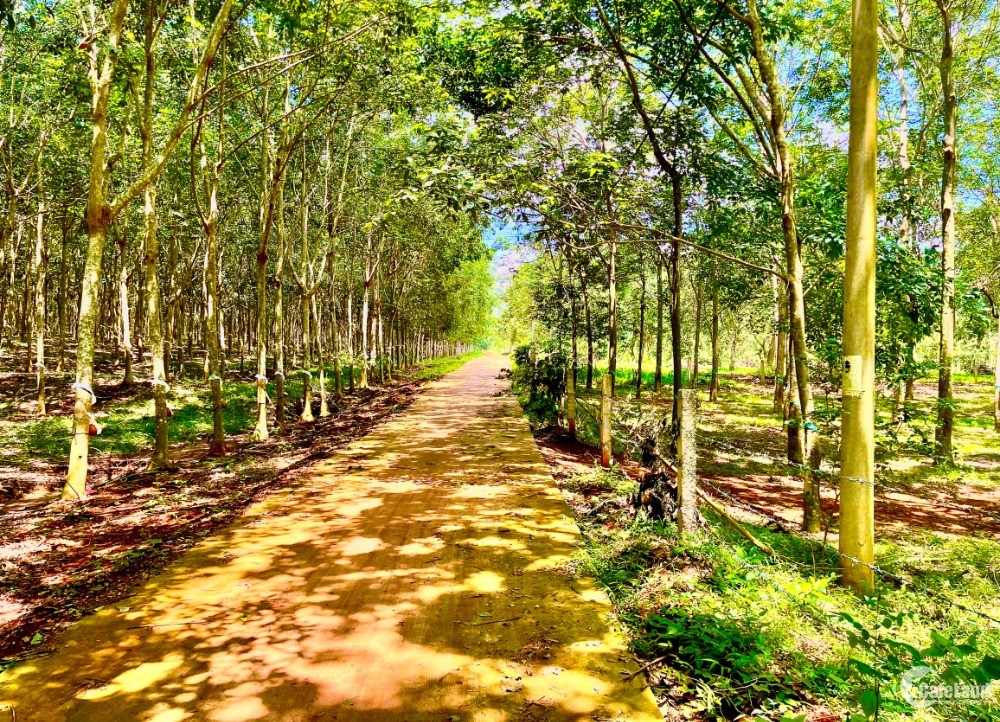 Bán đất vườn Đồng Nai có 100m mặt tiền 300m2 thổ cư, cách đường ĐT 764 chỉ 700m