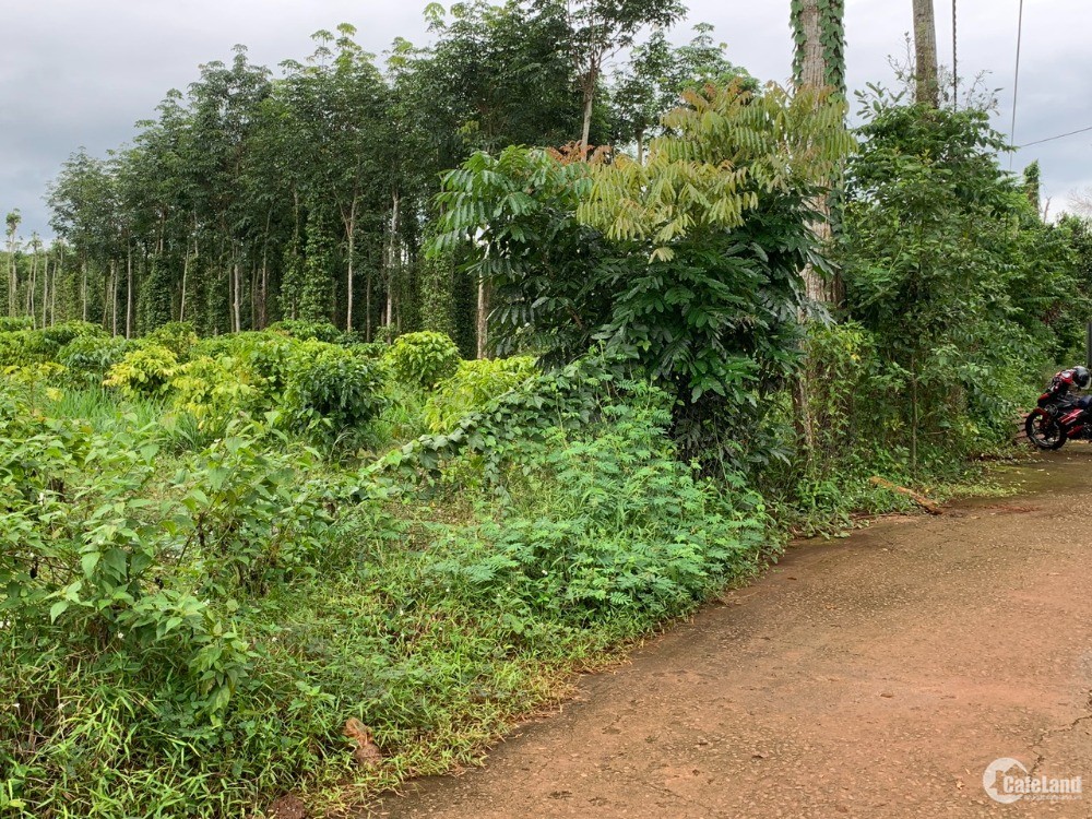 Bán vườn trái cây 2000m2 có 33m mặt tiền 100 thổ cư gần rừng nguyên sinh Xà Bang