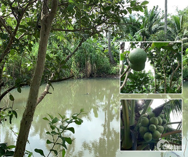 B148 - Bán vườn trái cây đặc sản, hồ nước tuyệt đẹp đậm chất miền Tây tại BRVT