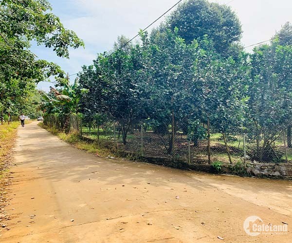D082 - Bán vườn trái cây nở hậu 2 mặt tiền 125m, cách UBND xã Thừa Đức chỉ 1km