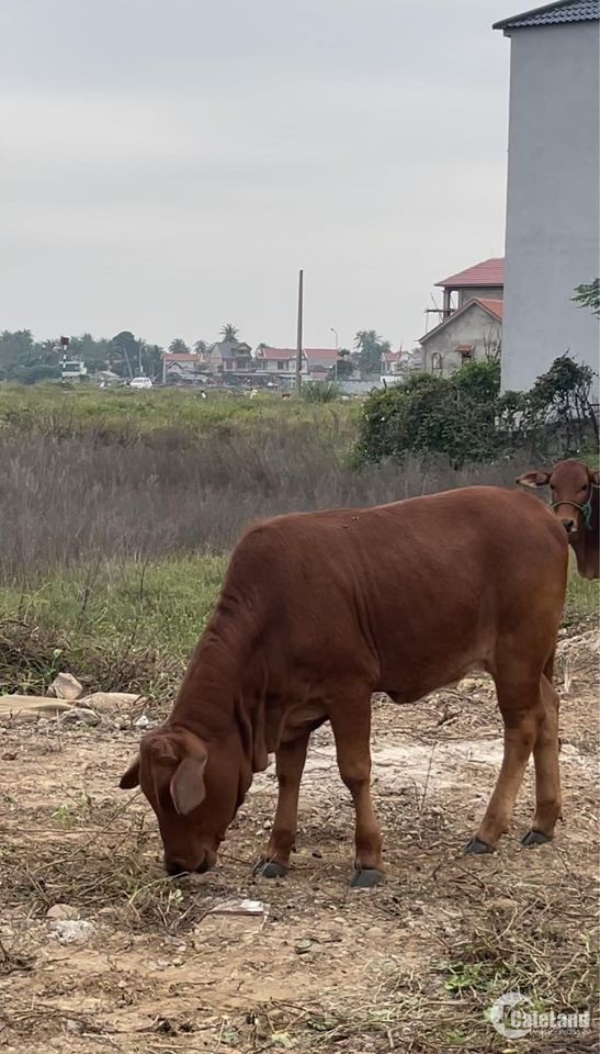 bán đất tặng kèm con bò đang ăn cỏ tại TX Hoàng Mai