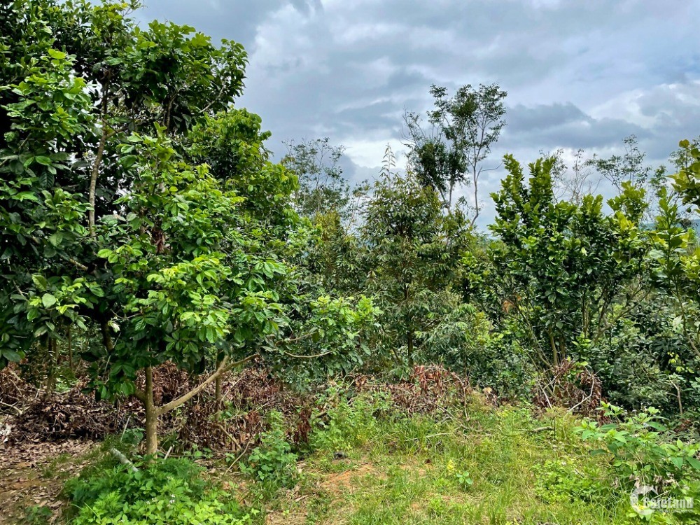 Bán Đất Vườn Có Thổ Cư 550Tr/1000 m2 Tại Di Linh - Lâm Đồng